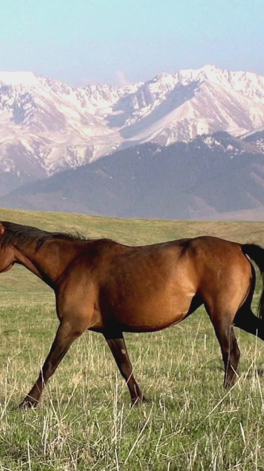 X-CELLENCE ZY-O-PLEX PURINA 2 KG